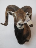 CORSICAN SHEEP SH MT TAXIDERMY