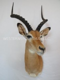 IMPALA SH MT TAXIDERMY