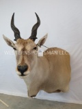 SUPER NICE ELAND WALL PED TAXIDERMY