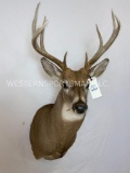 Nice Whitetail Sh Mt TAXIDERMY