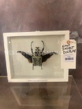 Giant Insect Display TAXIDERMY ODDITIES
