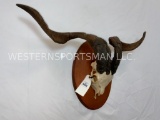 Goat Skull & Horns on Plaque TAXIDERMY