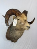 Stone Sheep Sh Mt TAXIDERMY