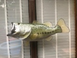 Huge 16 1/2 lb. REPRO Large Mouth BASS mount Great taxidermy - NEW