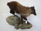 Lifesize Tahr on Rock Base TAXIDERMY