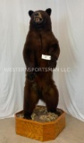 Really Nice Lifesize Brown Bear in Cinnamon Phase on Base TAXIDERMY