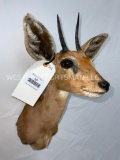 Steinbok Sh Mt TAXIDERMY