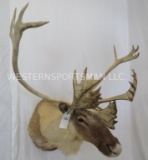 REALY NICE Caribou Sh Mt TAXIDERMY