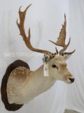 White Fallow Sh Mt on Plaque TAXIDERMY