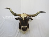 LONGHORN SH MT TAXIDERMY