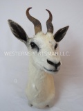 WHITE SPRINGBOK SH MT TAXIDERMY