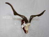 Goat Skull on Plaque TAXIDERMY
