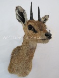 KLIPSPRINGER SH MT TAXIDERMY