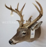 XL NON TYPICAL WHITETAIL SH MT TAXIDERMY