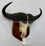 Cape Buffalo Skull on Plaque 34? Spread. TAXIDERMY