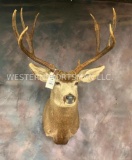 Mule Deer Sh Mt TAXIDERMY