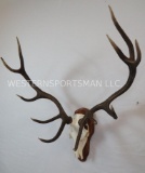 RED STAG EURO MT ON PLAQUE TAXIDERMY