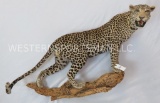 BEAUTIFUL LIFESIZE LEOPARD WALL PEDESTAL *TX RESIDENTS ONLY* TAXIDERMY