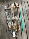 247 two XX Large Coyote tanned hides/furs =NEW Taxidermy