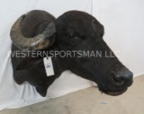 WATER BUFFALO SH MT TAXIDERMY