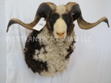 REALLY COOL Arapaho Sheep Sh Mt TAXIDERMY