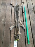 X large Beautiful Bobcat hide/fur = New Taxidermy