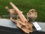 Two Sharp-tail Grouse on wood base - Nice Taxidermy