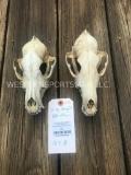 2 Lg. Coyote skulls, very Nice all teeth.... = 2 x $