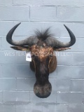 Blue Wildebeest Shoulder mount , BIG horns..- nice Taxidermy