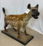 SUPER COOL Female Lifesize Hyena on Base TAXIDERMY