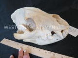 REALLY COOL SPOTTED HYENA SKULL TAXIDERMY