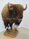 XL REALLY NICE 1/2 Body Buffalo TAXIDERMY