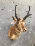 Large Pronghorn Antelope shoulder mount. = Great Taxidermy