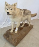 NICE LIFESIZE WHITE TIMBERWOLF TAXIDERMY