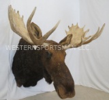 XL Moose Sh Mt TAXIDERMY