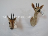 2 COMMON DUIKER SH MTS (2x$) TAXIDERMY