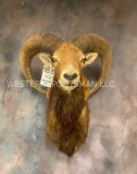 Record Book Armenian Mouflon Sh Mt TAXIDERMY