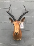 Beautiful African Impala shoulder mount - Big horns - nice Taxidermy