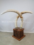 FANTASTIC SET OF ELEPHANT IVORY TUSKS 110.8 TOTAL LBS OF IVORY *TX RESIDENTS ONLY* TAXIDERMY