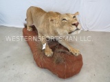 BEAUTIFUL LIFESIZE LIONESS ON BASE *TX RESIDENTS ONLY*