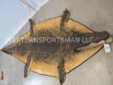 AWESOME CROCODILE RUG W/MOUNTED HEAD *TX RES ONLY*  TAXIDERMY