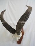 IBEX EURO MT TAXIDERMY