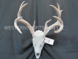 PRETTY BEDAZZED WHITETAIL SKULL TAXIDERMY