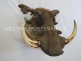 Warthog Sh Mt TAXIDERMY