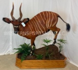 REALLY NICE Lifesize Bongo on Base TAXIDERMY