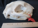 LEOPARD SKULL *TX RESIDENTS ONLY* TAXIDERMY