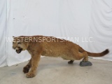 LIFESIZE MOUNTAIN LION TAXIDERMY