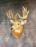 Whitetail Sh Mt TAXIDERMY