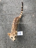 Beautiful African Genet Cat, life-size mount Great taxidermy free standing 28 inches long x 12 1/2 i