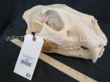 AFRICAN LION SKULL *TX RESIDENTS ONLY* TAXIDERMY